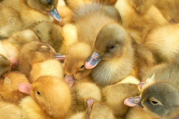 Många små gula ankungar i en bur — Stockfoto