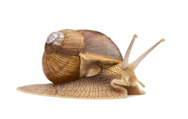 Üzüm salyangoz - beyaz bir arka plan üzerinde gastropod yumuşakça