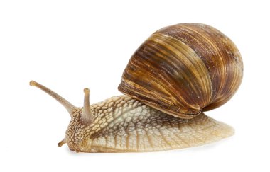 Üzüm salyangoz - beyaz bir arka plan üzerinde gastropod yumuşakça