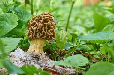 Morel mantar ve yeşil çim geçen yılki yaprakları