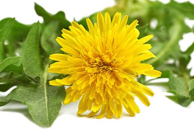 beyaz bir arka plan üzerinde parlak sarı karahindiba çiçeği