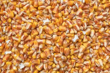 Çiftlik hayvanları ve kuş yemi için ezilmiş tohum ve tahıl karışımının arka plan dokusu