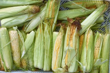 sulu mısır yeni ürün doku mısır koçanları