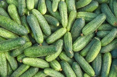 birçok taze yeşil küçük salatalık doku