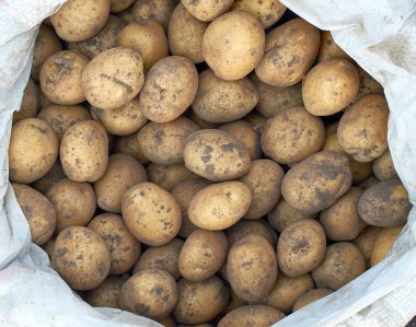 birçok patates yumrular yeni ürün doku