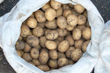 birçok patates yumrular yeni ürün doku