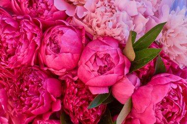 birçok büyük parlak çiçekler şakayık arka plan