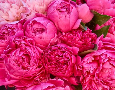 birçok büyük parlak çiçekler şakayık arka plan