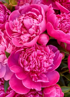 birçok büyük parlak çiçekler şakayık arka plan