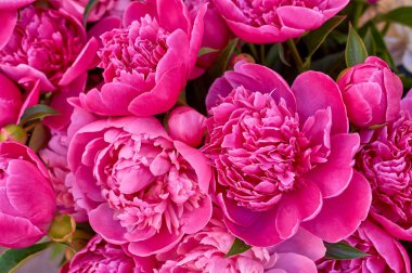 birçok büyük parlak çiçekler şakayık arka plan