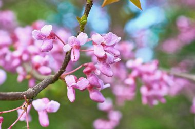 ağaçların bahar parlak pembe çiçekler
