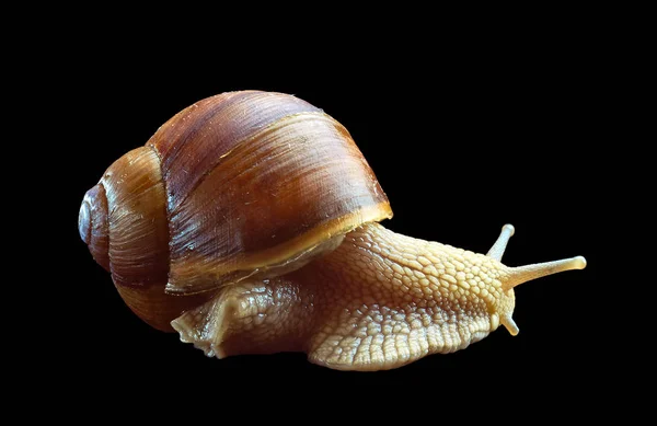 Grape snail - gastropod mollusk on a white background — Stock Photo, Image