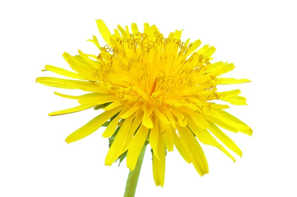 Dente di leone naturale fiore grande luminoso — Foto Stock