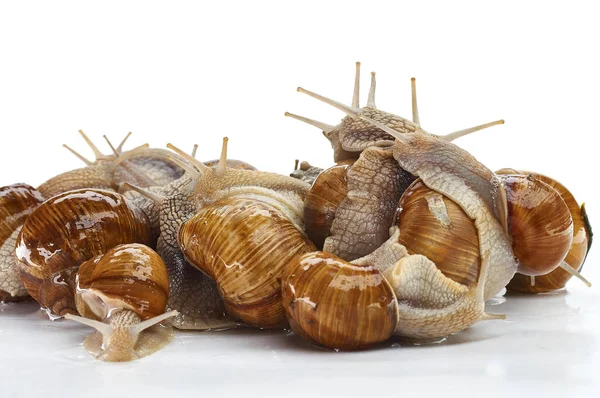 Üzüm salyangoz - beyaz bir arka plan üzerinde gastropod yumuşakça — Stok fotoğraf