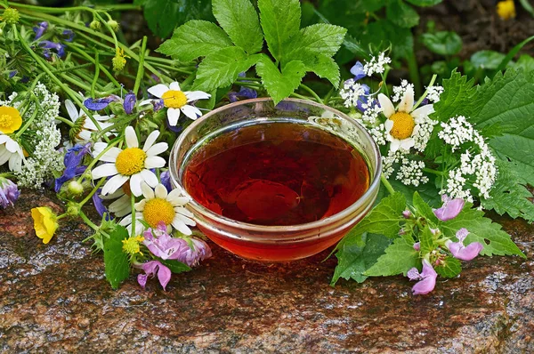 Лечебный напиток из лесных трав и цветов — стоковое фото