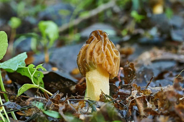 Morel mushroom and green grass in last year's leaves — Stock Photo, Image