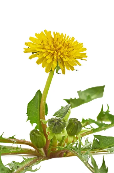 Leuchtend gelbe Löwenzahnblüte auf weißem Hintergrund — Stockfoto