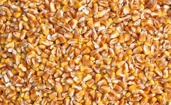 Background texture of crushed seed and grain mix for livestock and bird feed — Stock Photo, Image