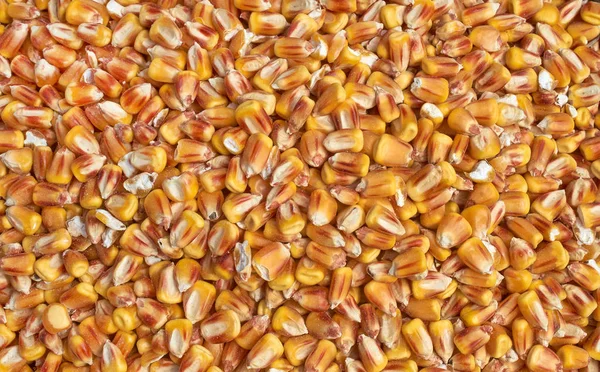 Background texture of crushed seed and grain mix for livestock and bird feed — Stock Photo, Image