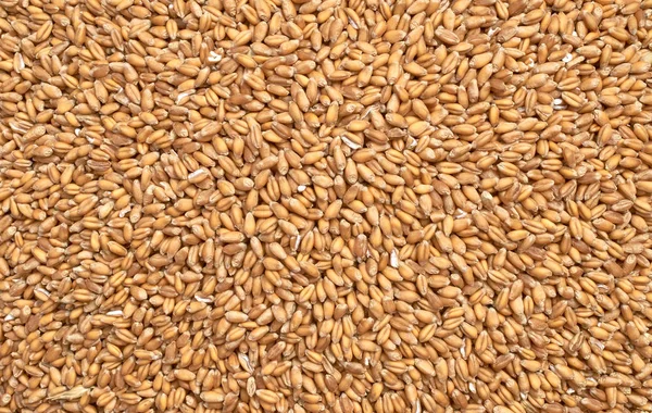 Background texture of crushed seed and grain mix for livestock and bird feed — Stock Photo, Image