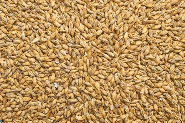Фонова текстура подрібненого насіння та зернової суміші для кормів для худоби та птахів — стокове фото