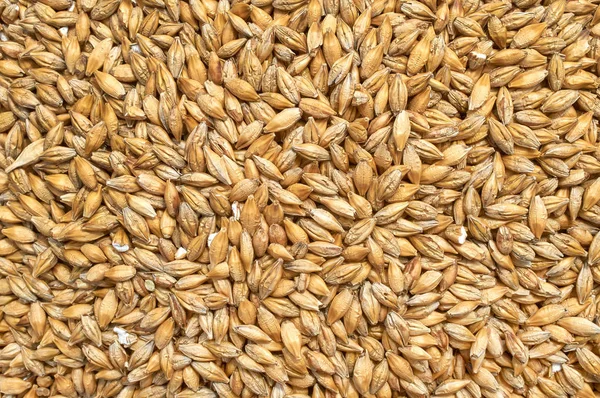 Texture de base des graines broyées et du mélange de grains pour l'alimentation du bétail et des oiseaux — Photo