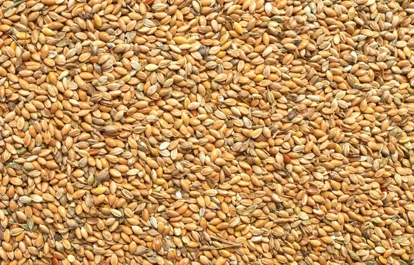 Texture de base des graines broyées et du mélange de grains pour l'alimentation du bétail et des oiseaux — Photo