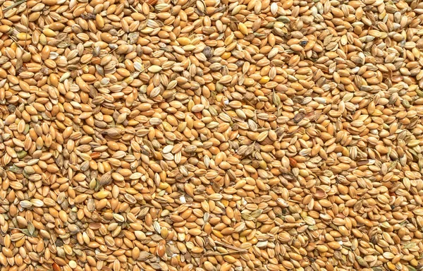 Background texture of crushed seed and grain mix for livestock and bird feed — Stock Photo, Image