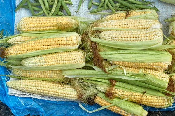 Majs COBS av saftiga majs ny gröda konsistens — Stockfoto