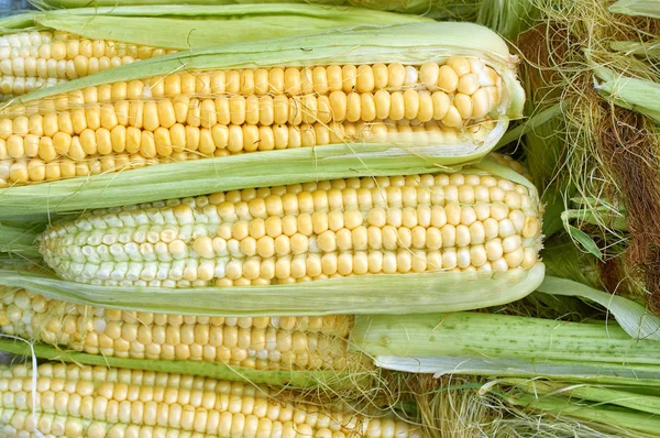 Majs COBS av saftiga majs ny gröda konsistens — Stockfoto