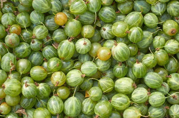 Viele Beeren der grünen Stachelbeere — Stockfoto
