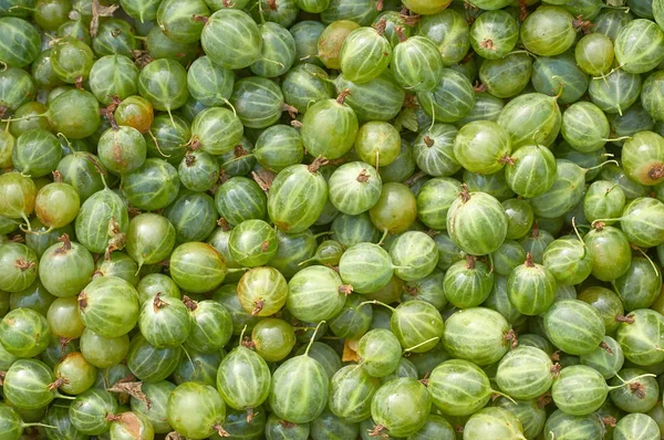 녹색 구스 베리의 많은 열매 — 스톡 사진