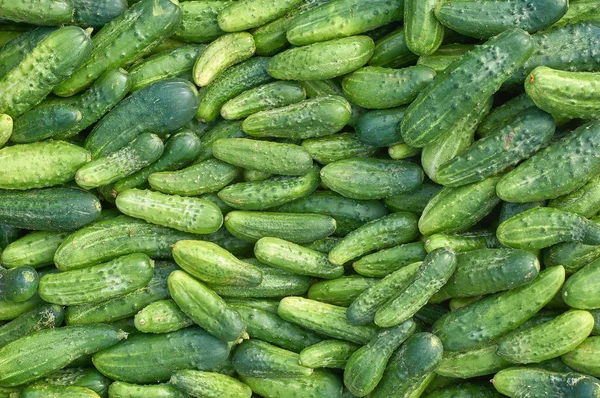 Many fresh green small cucumbers texture — Stock Photo, Image