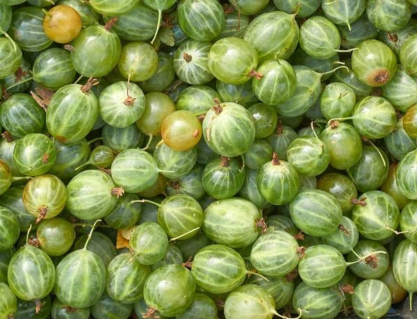 Many berries of green gooseberry — Stock Photo, Image