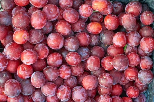 Beaucoup de baies de prune cerise couleur vive nouvelle culture — Photo