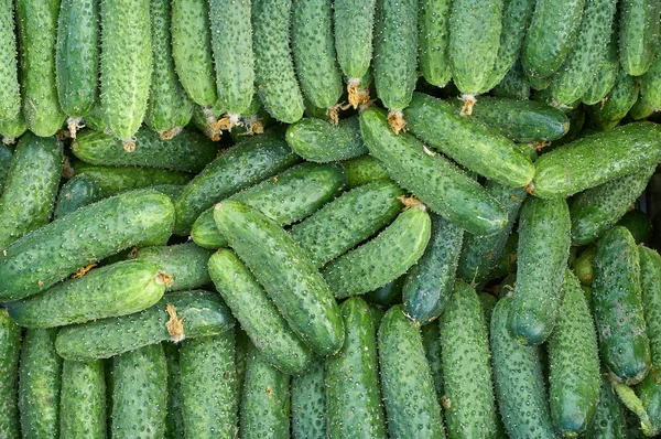 Many fresh green small cucumbers texture — Stock Photo, Image