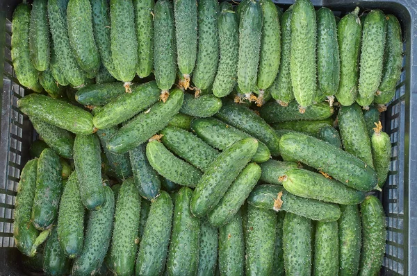 Many fresh green small cucumbers texture — Stock Photo, Image