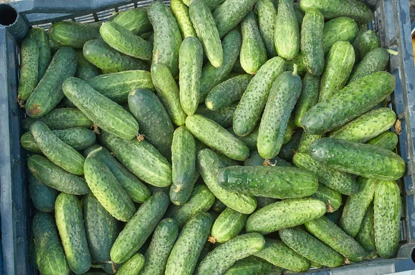 Many fresh green small cucumbers texture — Stock Photo, Image