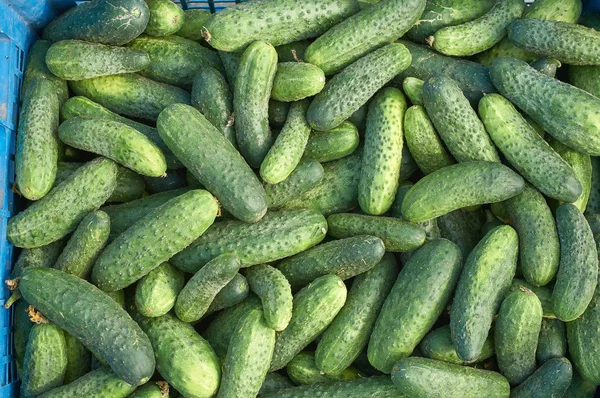 Many fresh green small cucumbers texture — Stock Photo, Image