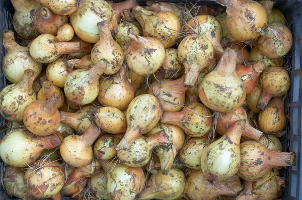 Nueva cosecha una gran cantidad de bulbos de cebolla textura — Foto de Stock