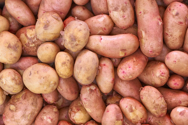 a lot of fresh ripe new potatoes background