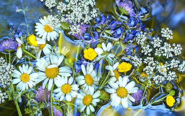 Bukiet dziki kompozycja lato jasny kwiaty — Zdjęcie stockowe