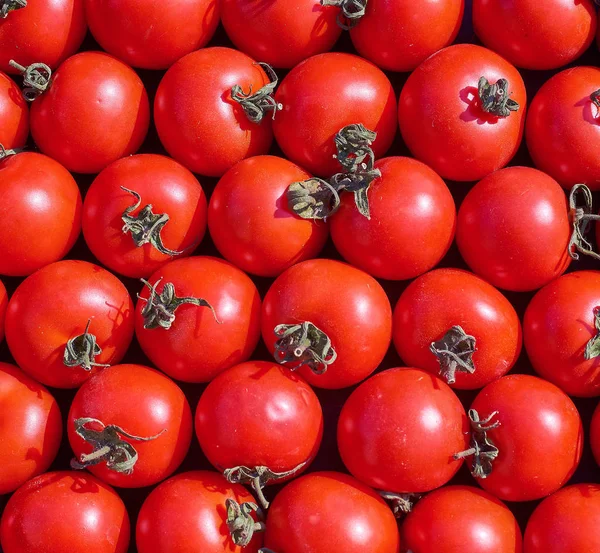 많은 신선한 잘 익은 빨간 둥근 토마토 배경 — 스톡 사진