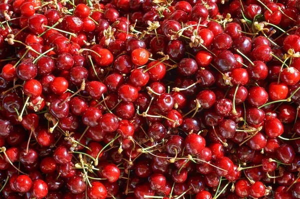 Viele frische reife Beeren Süßkirsche Hintergrund — Stockfoto