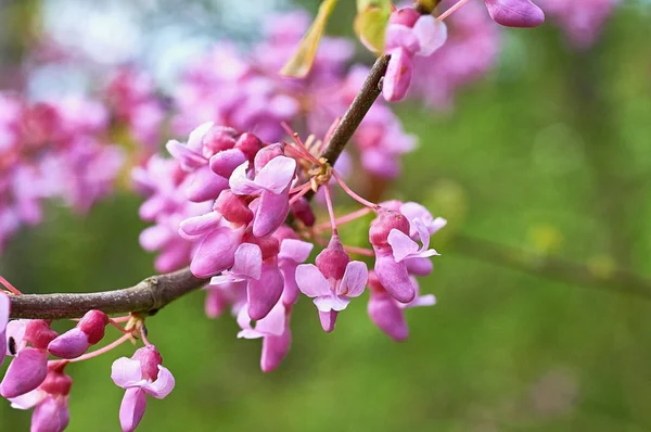 Frühling leuchtend rosa Blüten der Bäume — Stockfoto