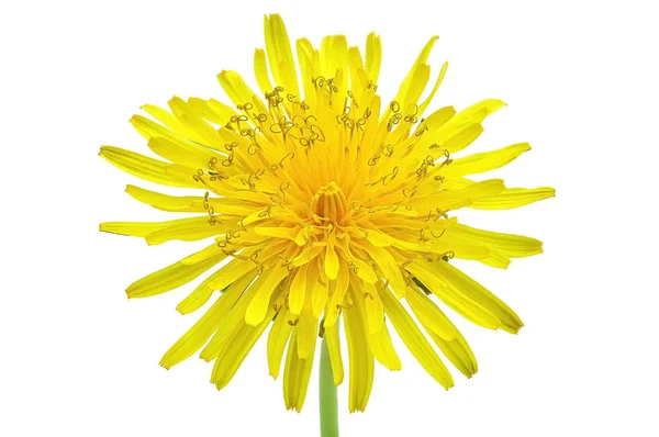 Wiosna jasny żółty mniszek kwiat na białym tle — Zdjęcie stockowe