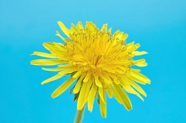 Wiosna jasny żółty mniszek kwiat — Zdjęcie stockowe