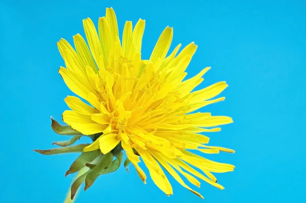 Wiosna jasny żółty mniszek kwiat — Zdjęcie stockowe