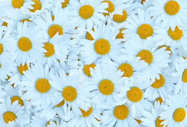 Many big white daisies background — Stock Photo, Image