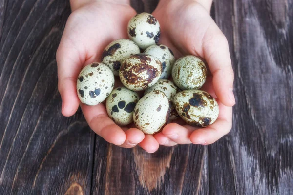 Une caille d'œufs de Pâques dans les mains d'une femme sur un dos en bois — Photo